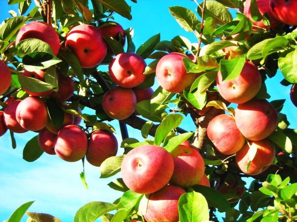 Treworgy Orchards