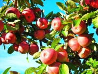 Treworgy Orchards