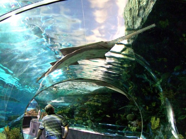 Ripley's Aquarium of the Smokeys